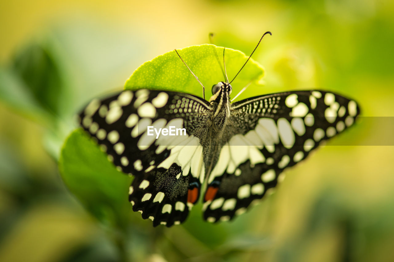 CLOSE-UP OF BUTTERFLY ON PLANT