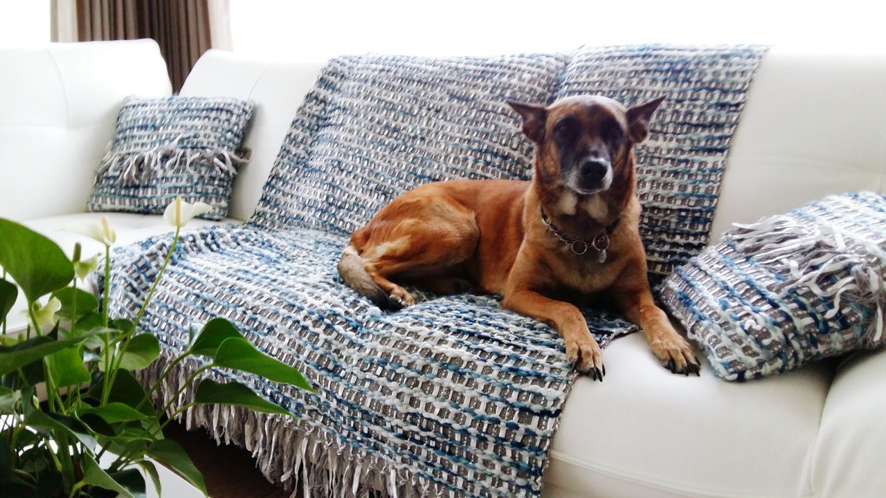 PORTRAIT OF DOG LYING ON SOFA