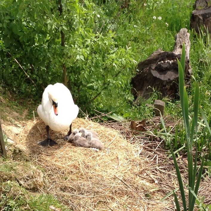 VIEW OF BIRDS ON GRASS