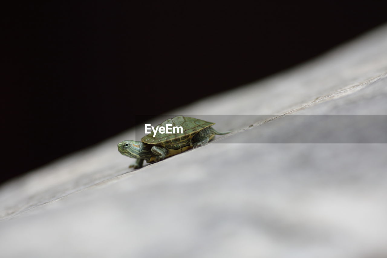 INSECT ON LEAF