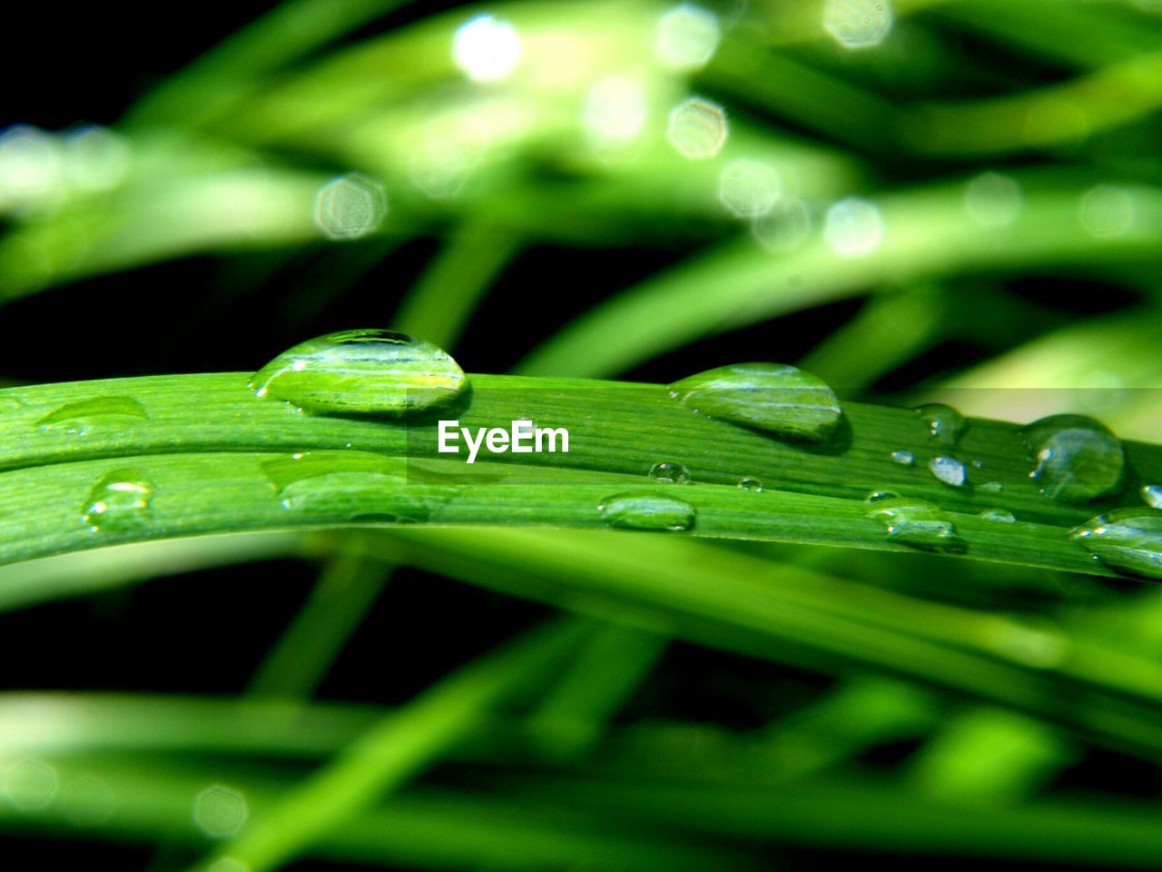 Drops of blade of grass