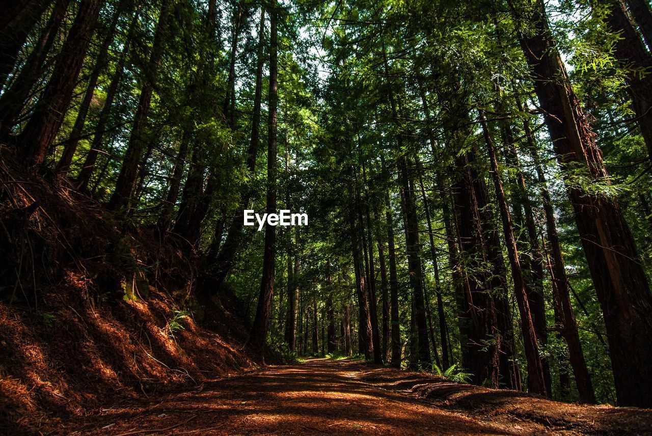 Walkway amidst trees in forest