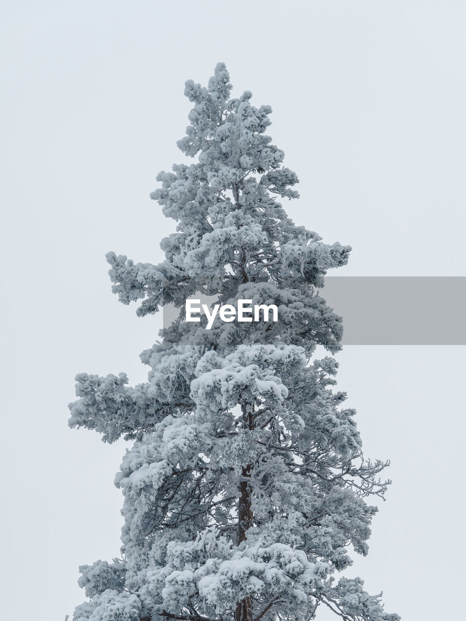 LOW ANGLE VIEW OF FROZEN TREE AGAINST SKY