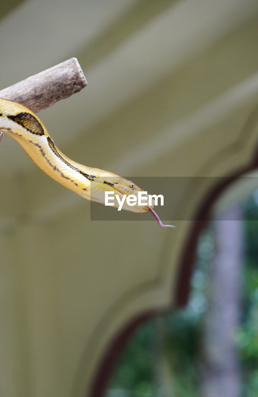 Snake coiled on tree trunk in selective focus