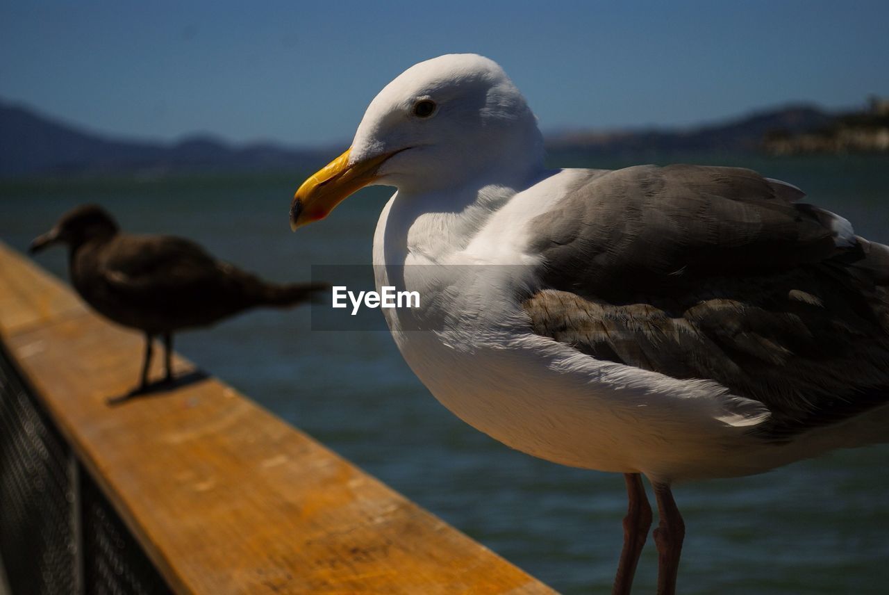 Close-up of seagull perching on railing by sea