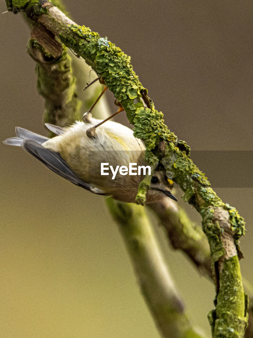 CLOSE-UP OF BIRD PERCHING ON TREE