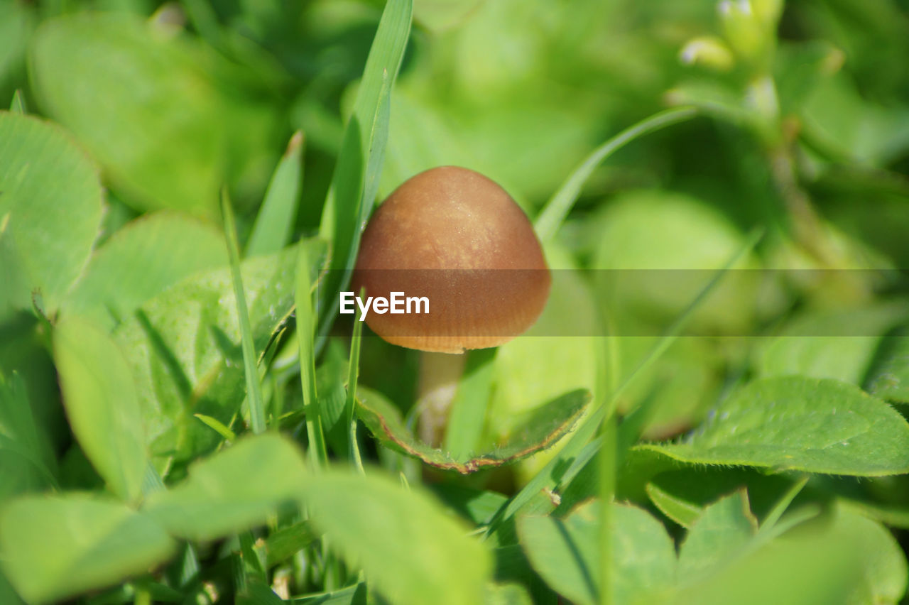 Close-up of mushroom growing on field