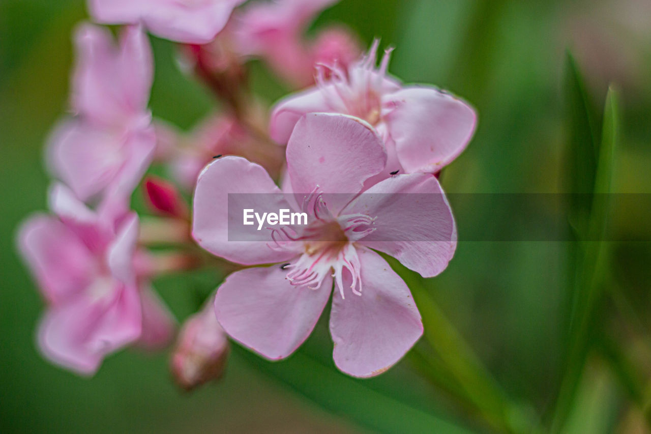 CLOSE-UP OF PINK FLOWERING PLANTS