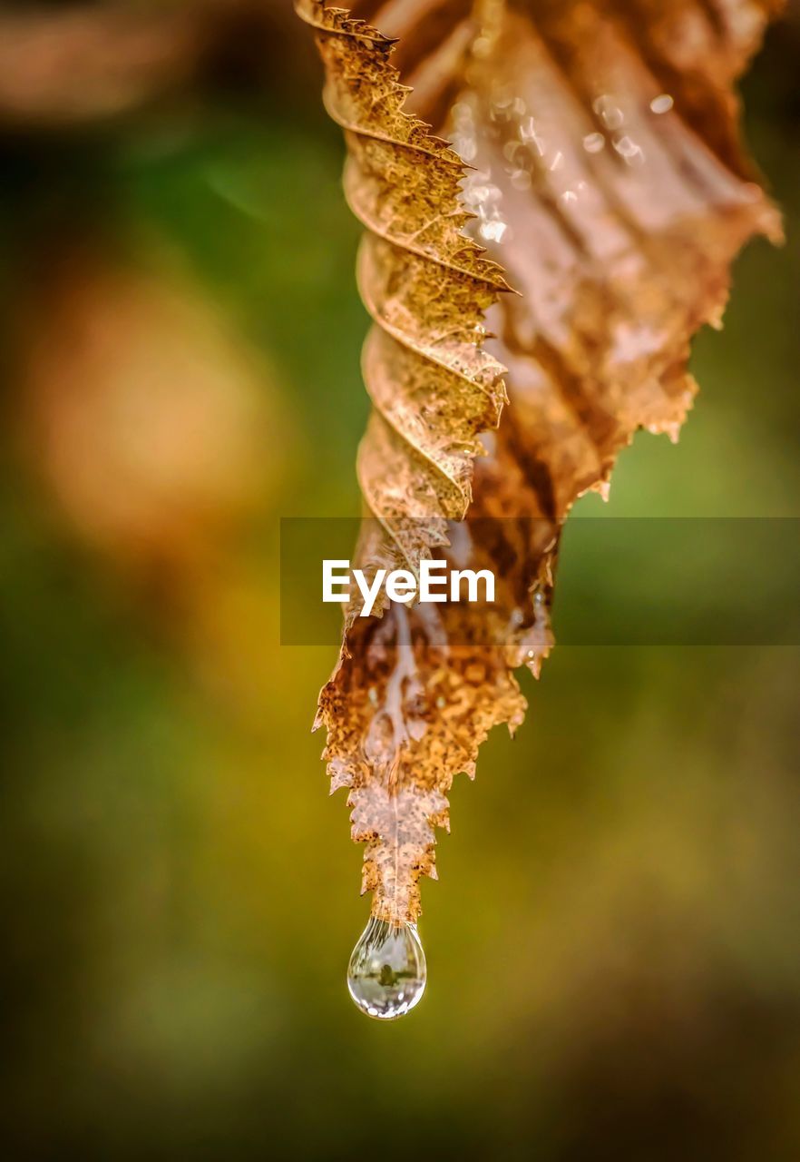 CLOSE-UP OF FROZEN PLANTS