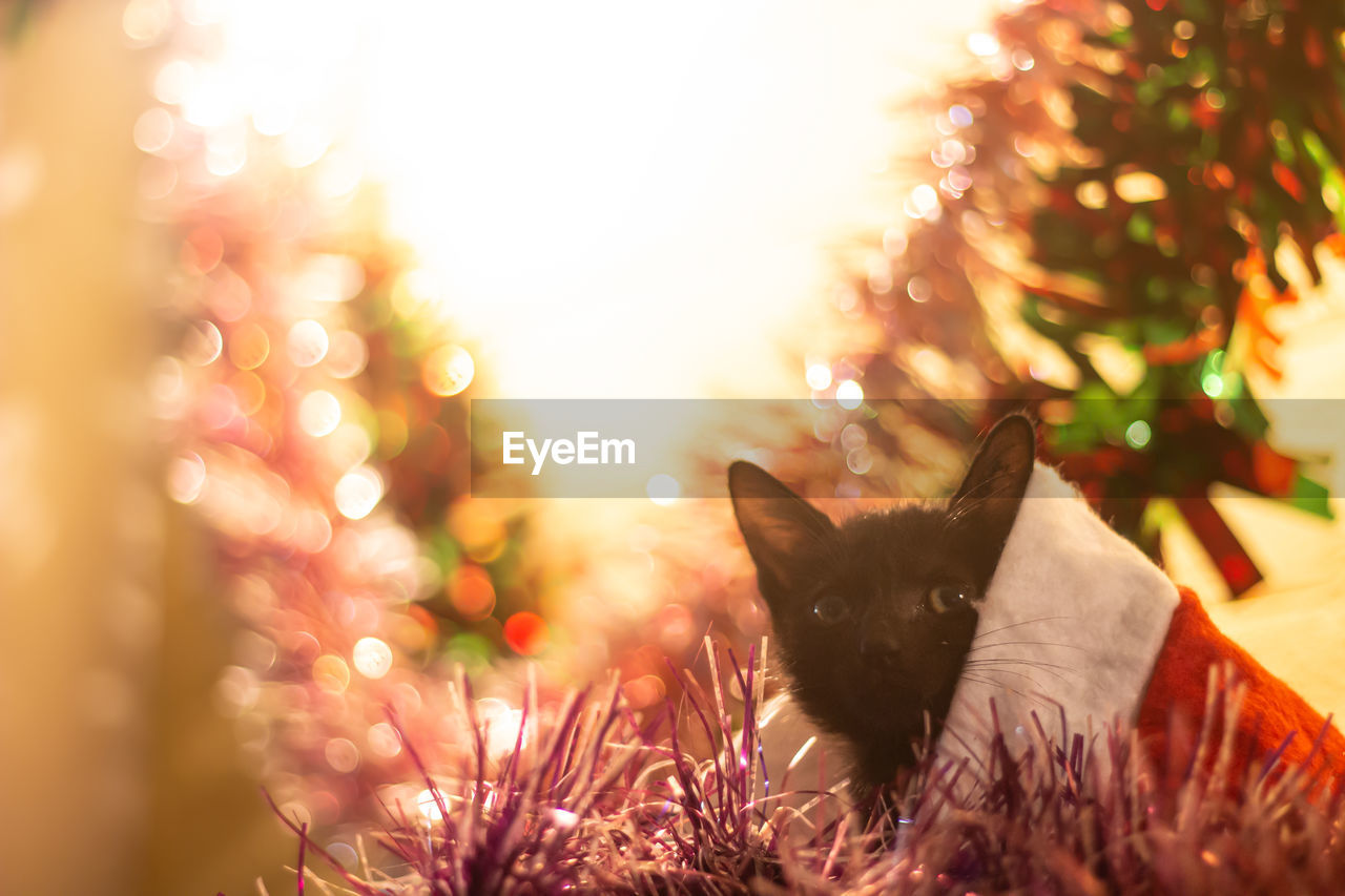 Selective focus of a cute tabby kitten sitting in front of christmas decorations and looking down