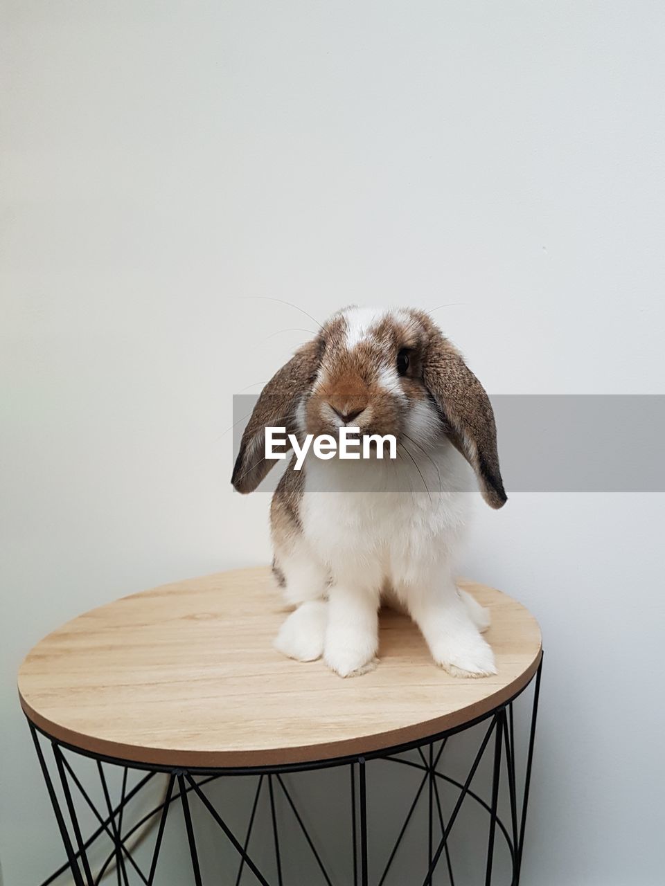 Bunny sitting on side tabel against white background