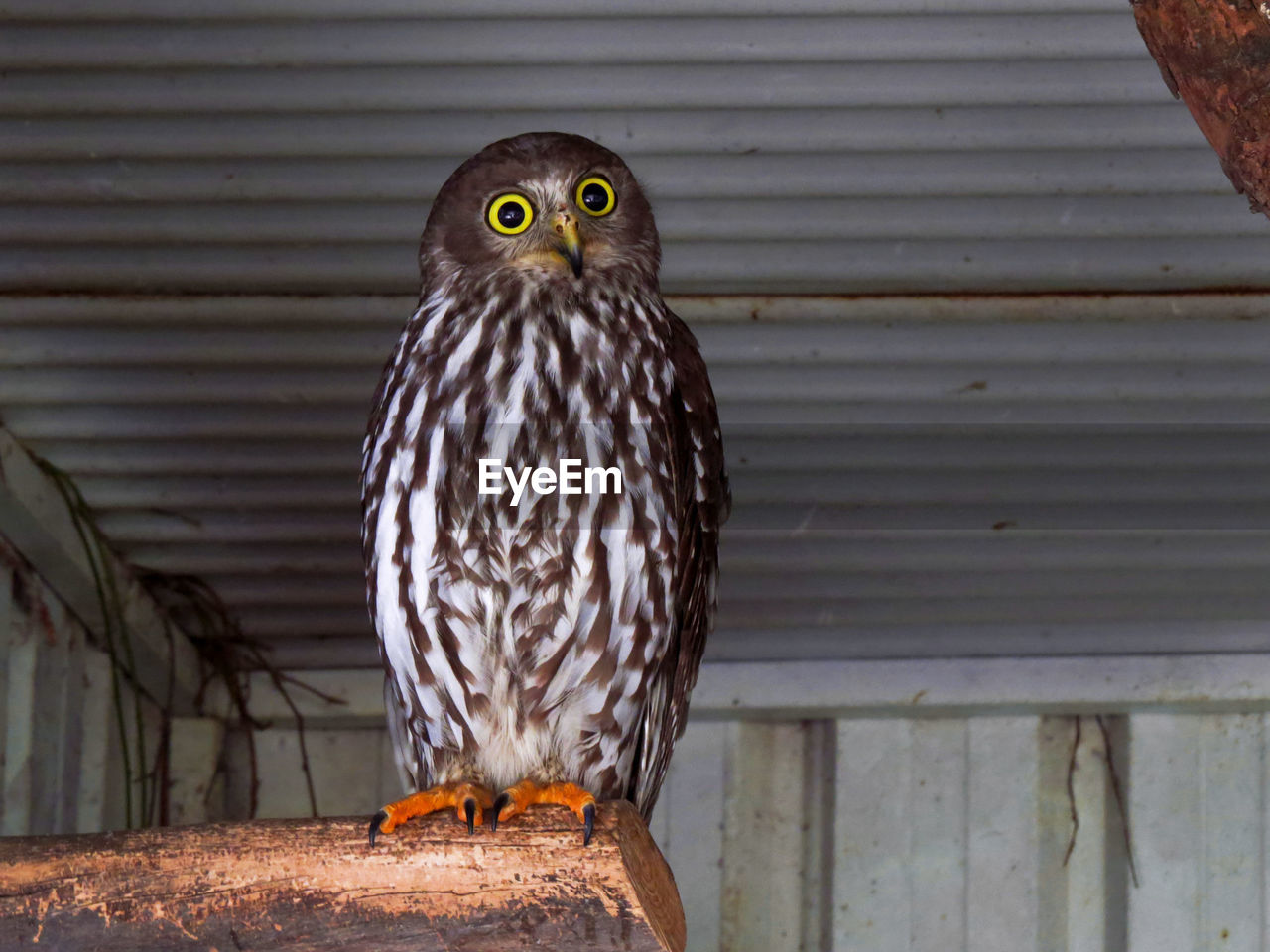 PORTRAIT OF OWL PERCHING ON METAL