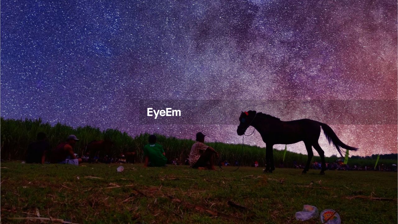 HORSES ON FIELD AGAINST SKY