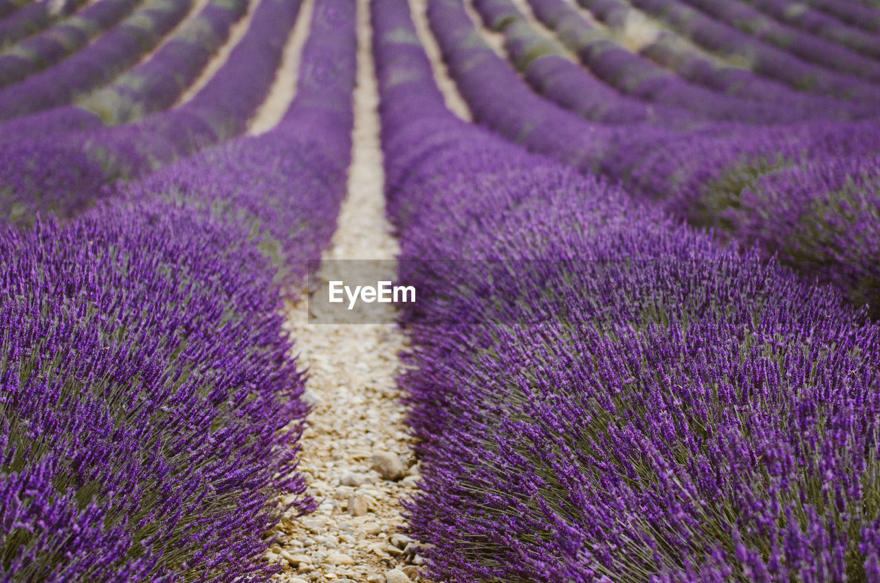 FULL FRAME SHOT OF LAVENDER GROWING IN FIELD