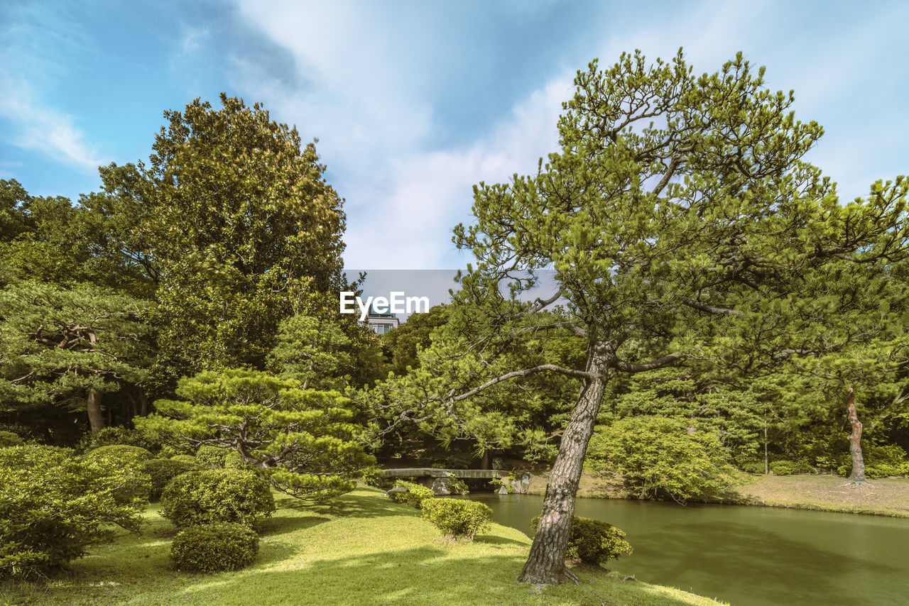 Big pine tree on a lawn under the blue sky and large stone bridge on a pond in japan.