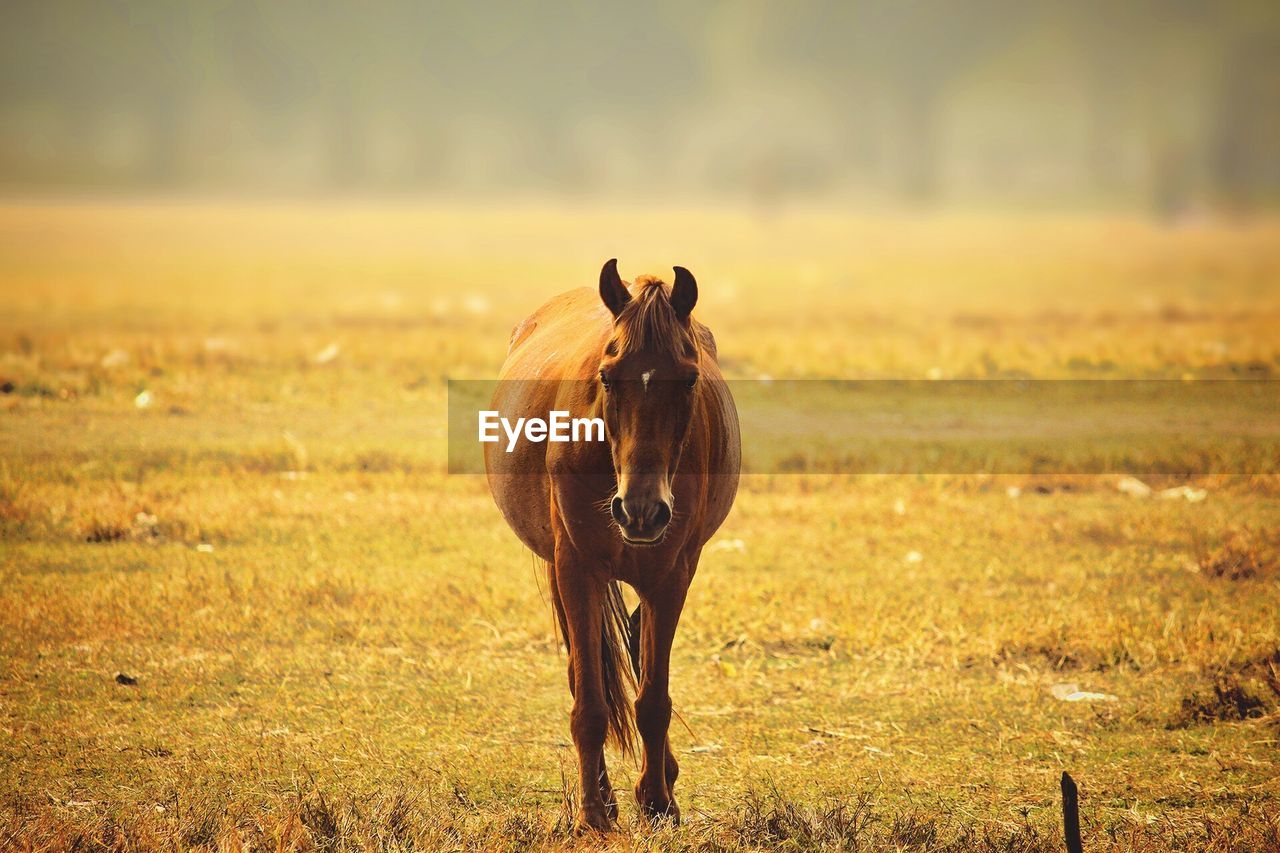 Portrait of horse on field