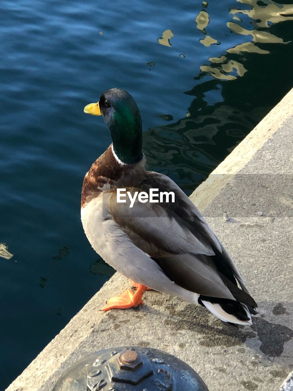 HIGH ANGLE VIEW OF BIRD PERCHING ON LAKE