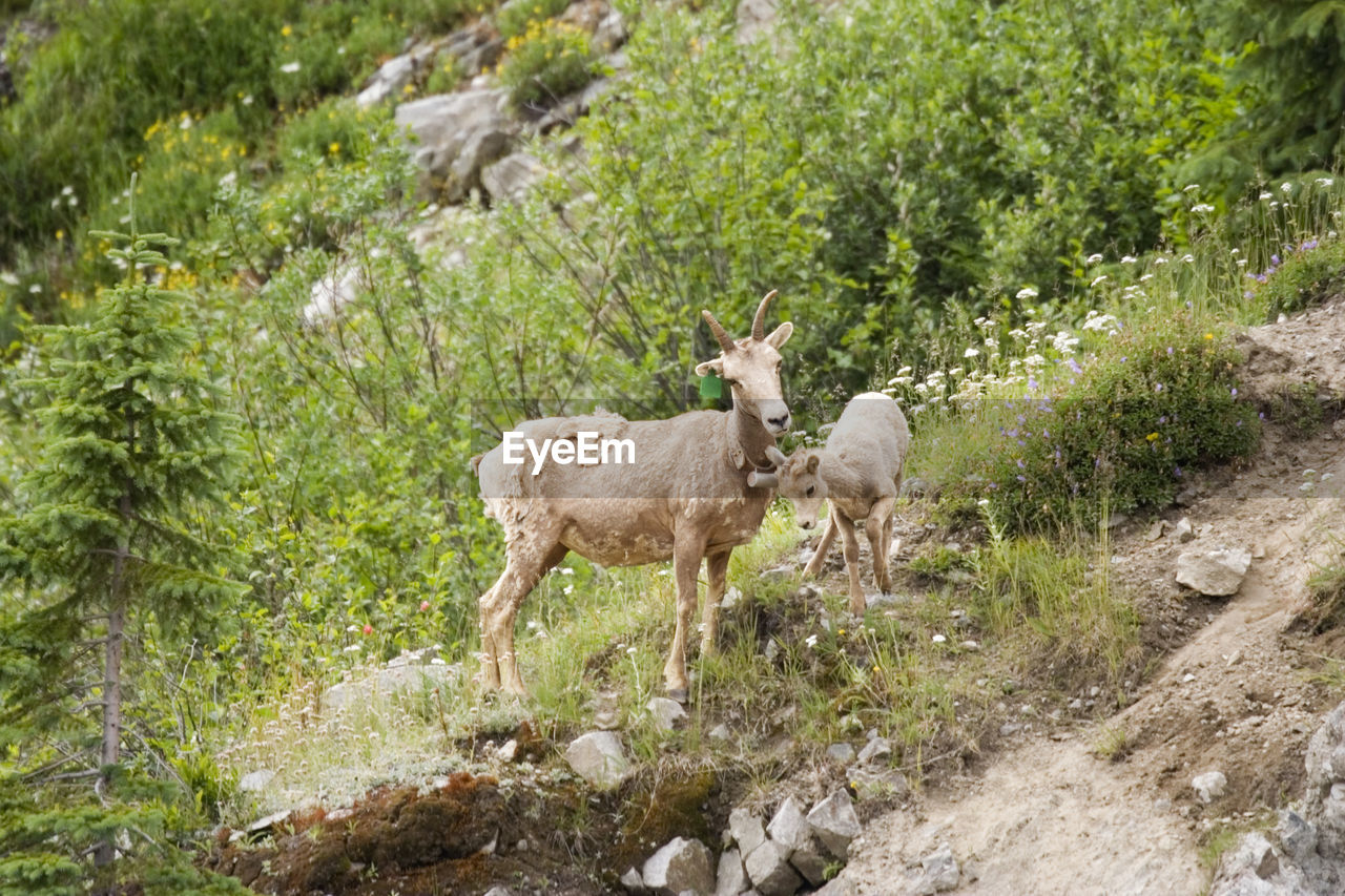 Goat with kid on hill