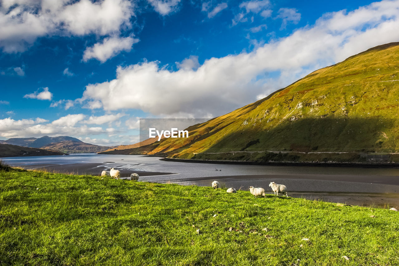 The beautiful mountainious landscape of connemara ireland with sheep grazing