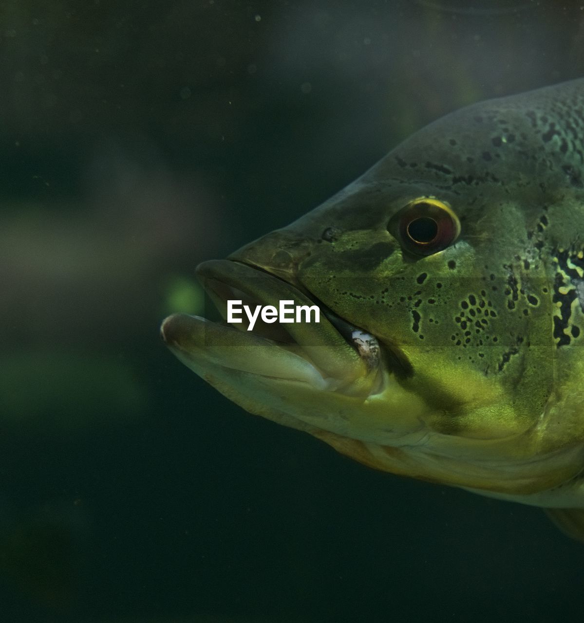 Close-up of fish swimming in aquarium