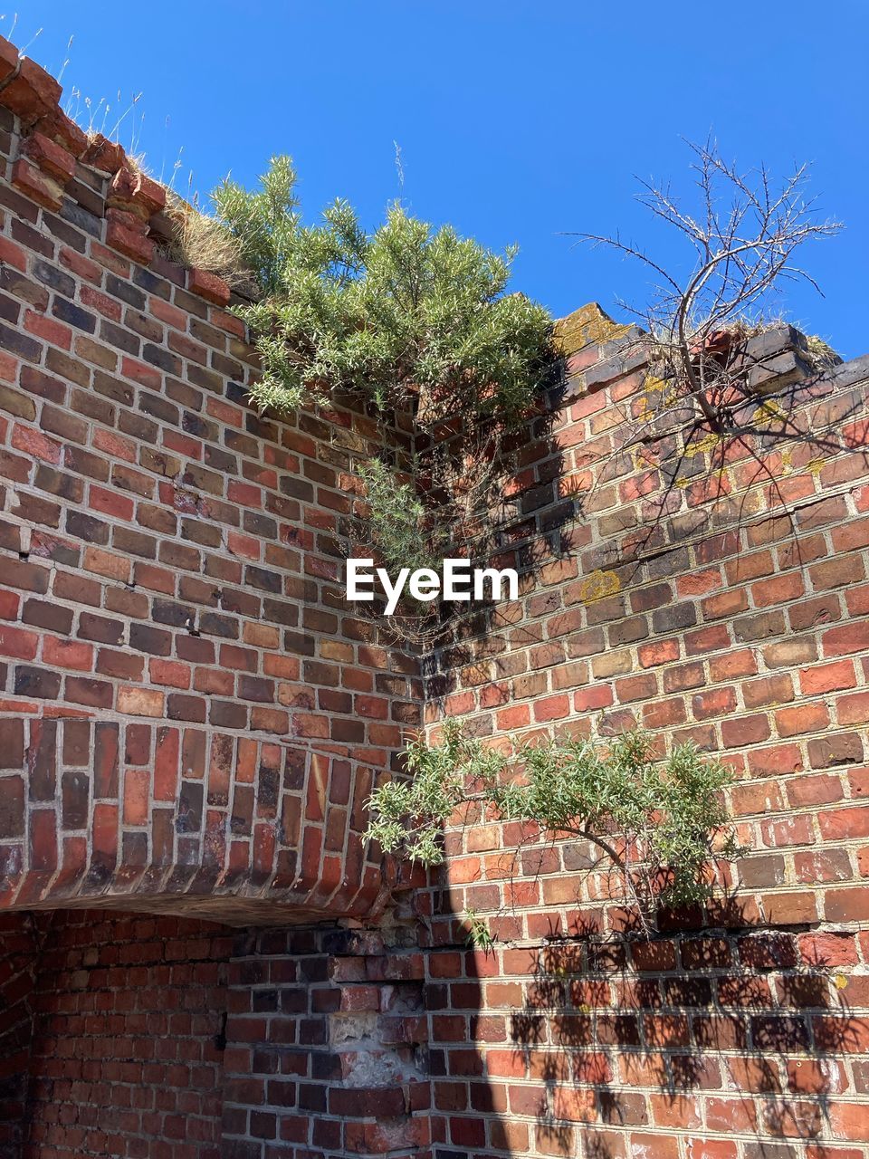 low angle view of tree on brick wall