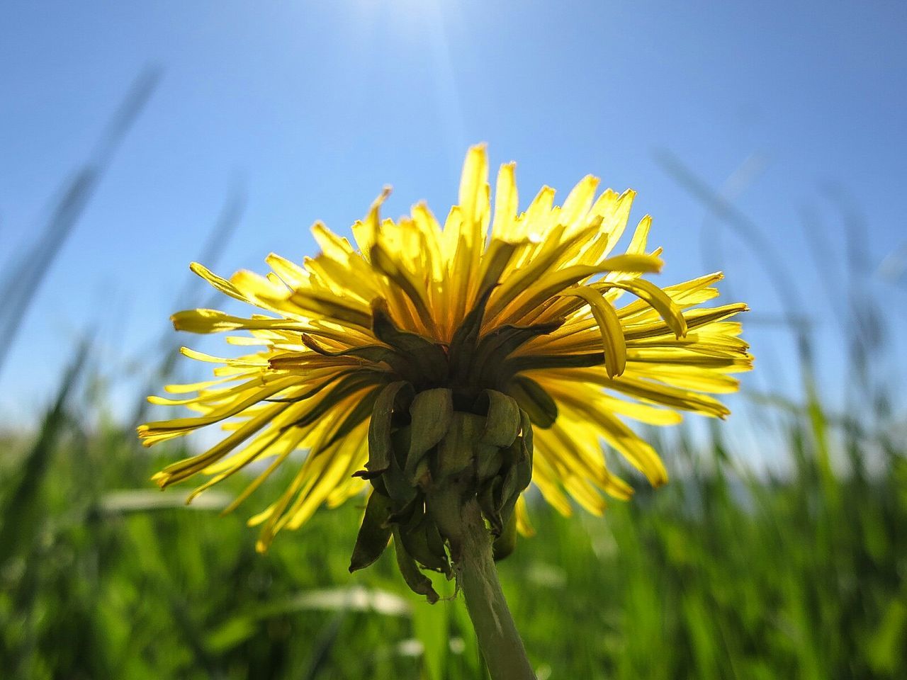 Close-up of dandelion blooming in park