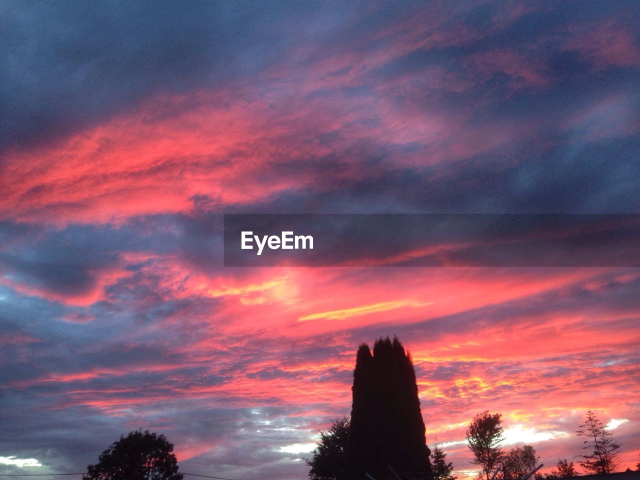 Low angle view of silhouette trees against orange sky