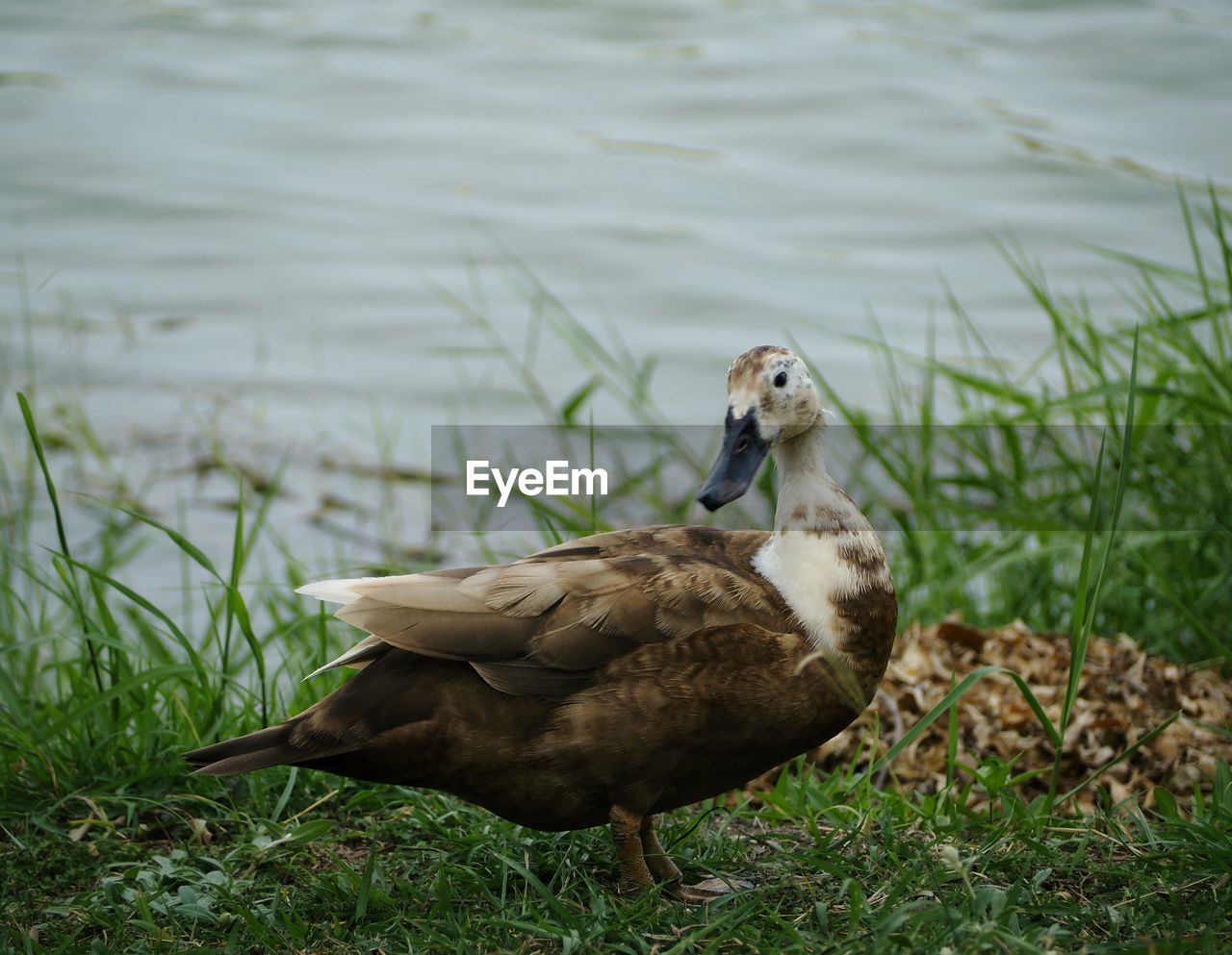 Duck on a lake