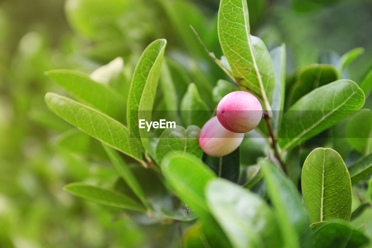 CLOSE-UP OF BERRIES GROWING OUTDOORS