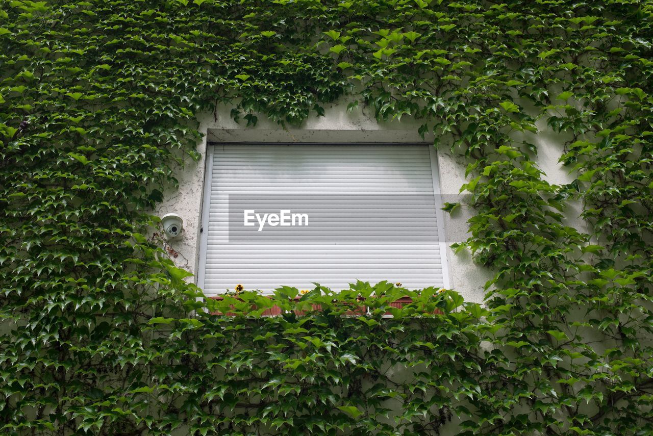 Low angle view of closed window amidst ivies growing on wall