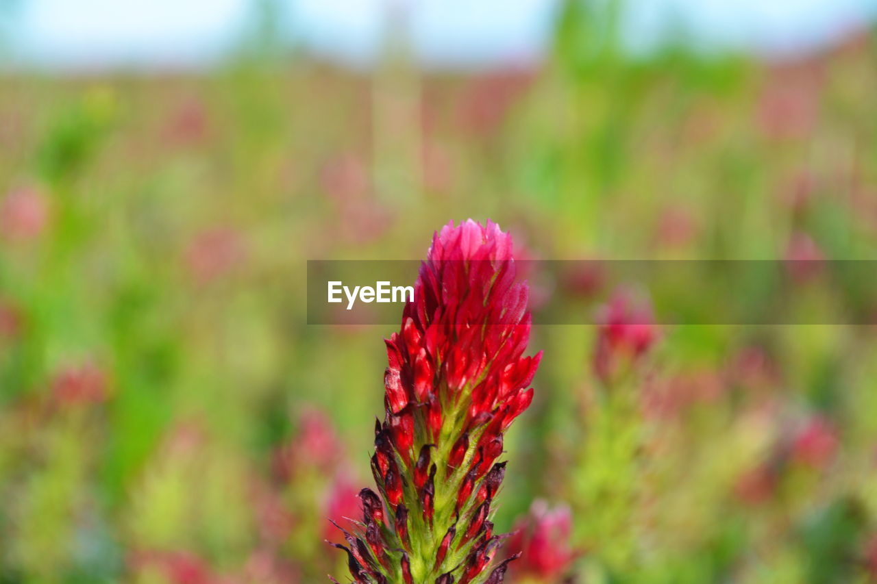 CLOSE-UP OF RED FLOWER