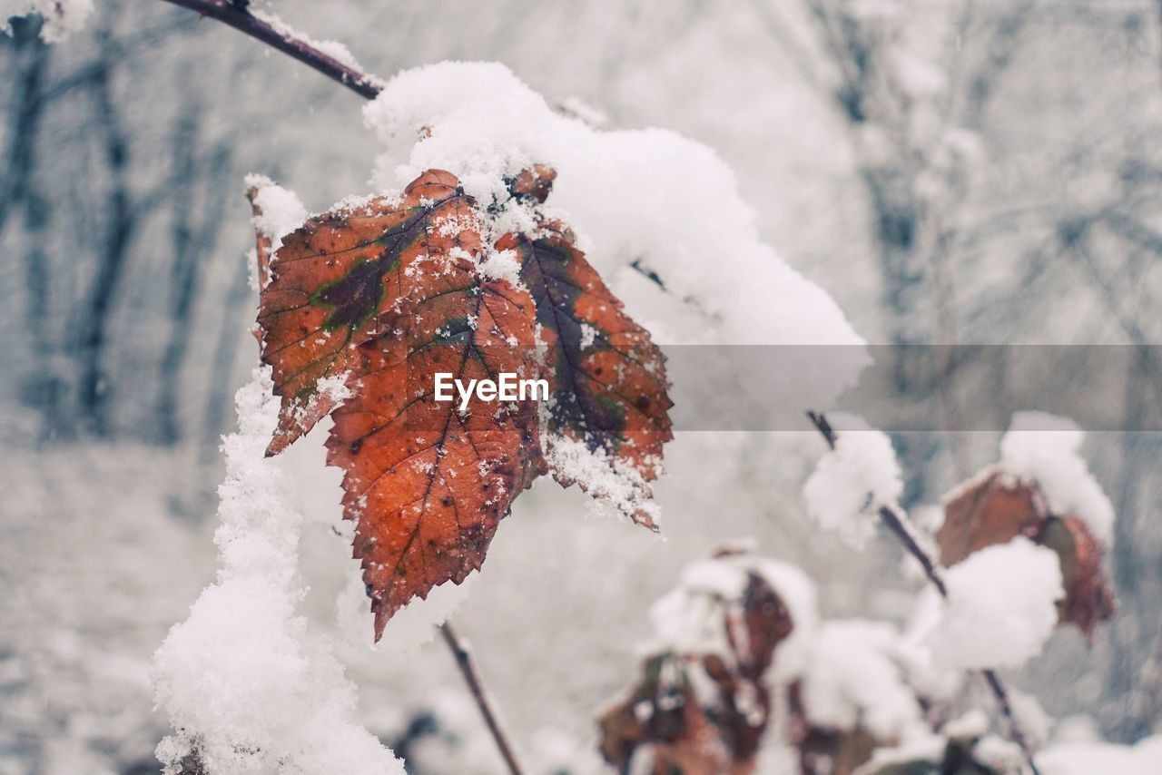 CLOSE-UP OF SNOW COVERED TREE