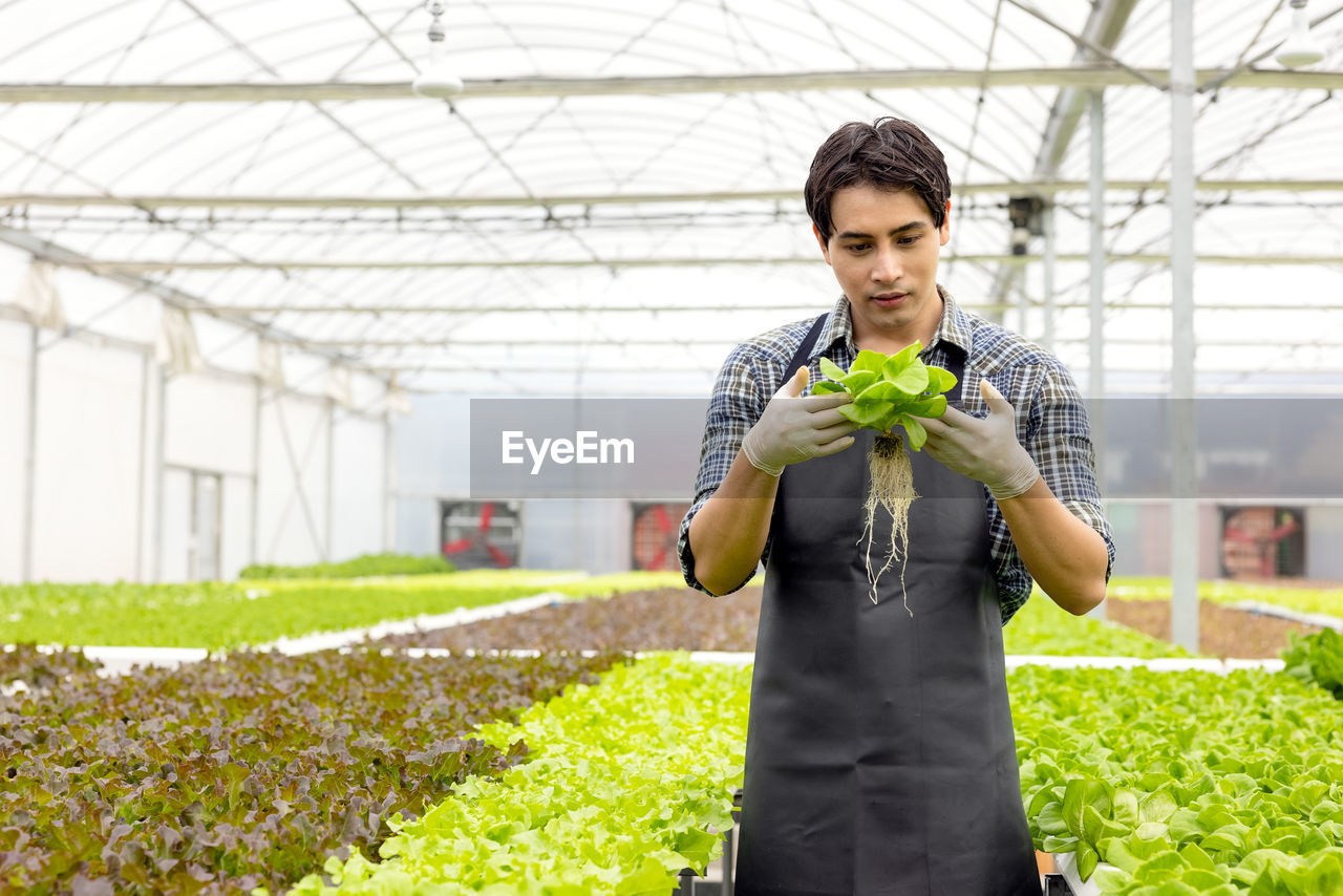 Asian farmer couple work in hydroponic vegetable greenhouse farm with happiness and joyful in row.