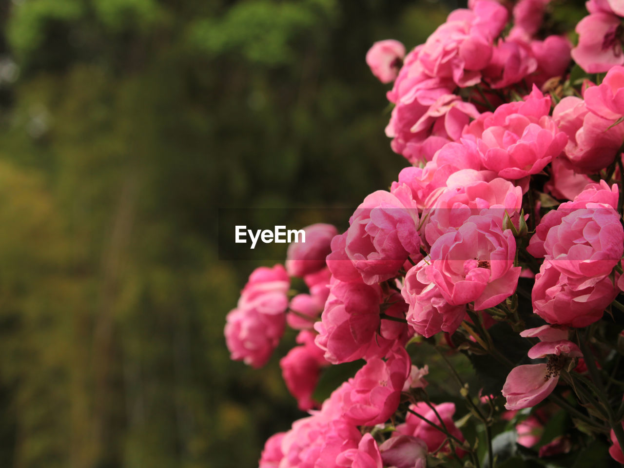 close-up of pink flowers blooming outdoors