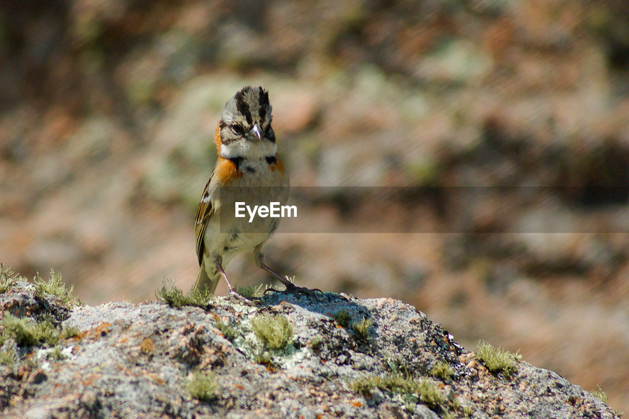 CLOSE-UP PORTRAIT OF A BIRD