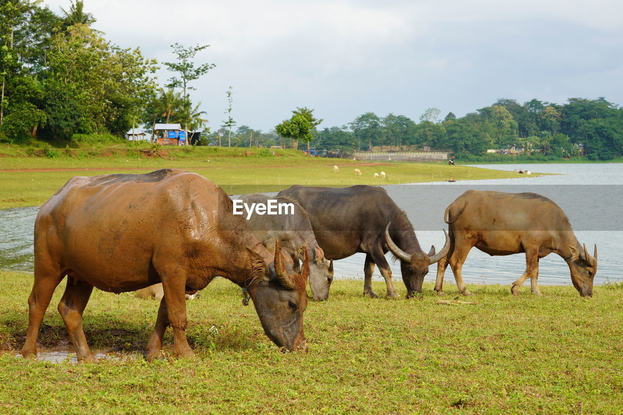 The water buffalo or bubalus bubalis, also called the asiatic buffalo, a large bovid originating.