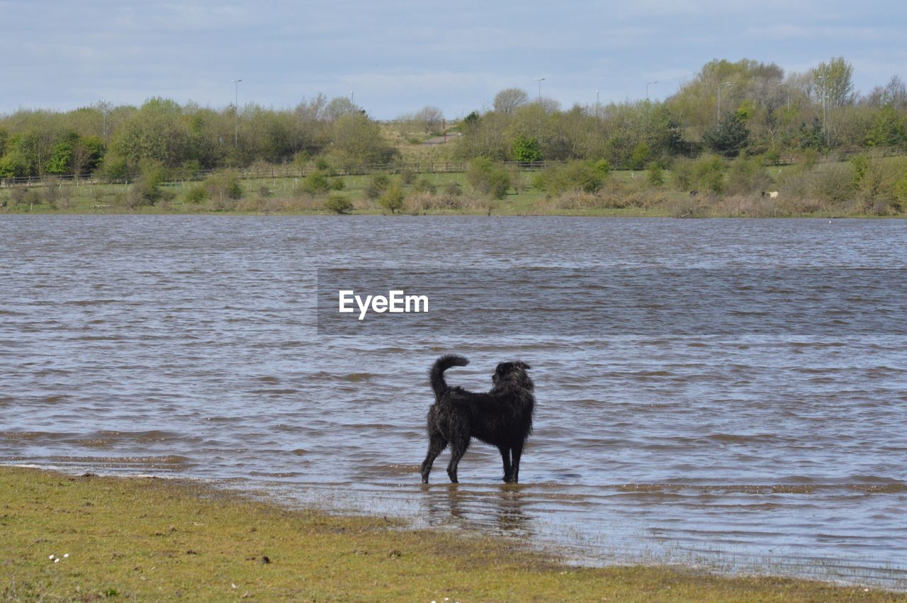 DOG ON RIVER AMIDST FIELD AGAINST SKY