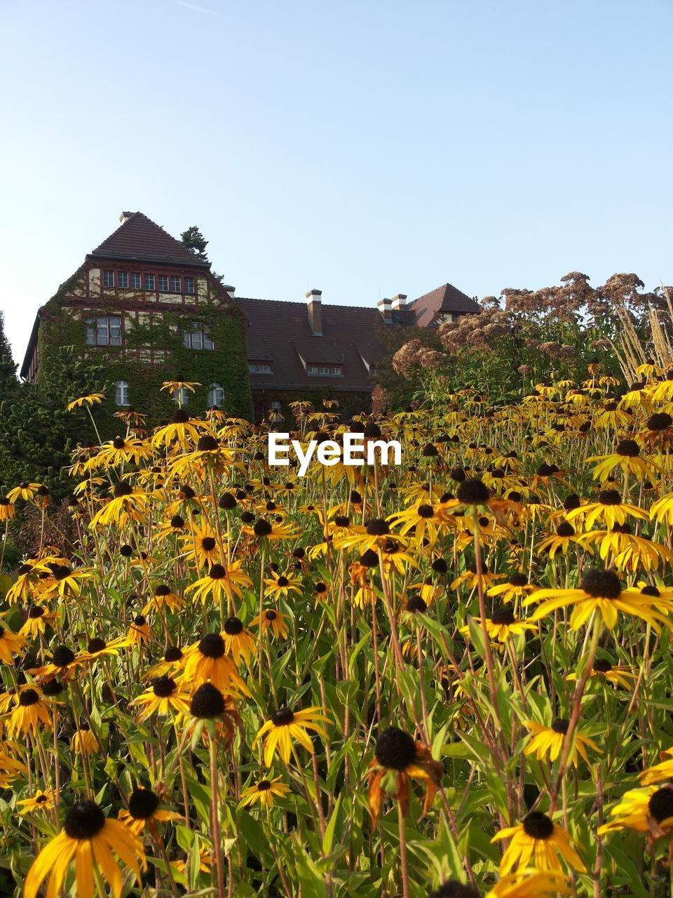 YELLOW FLOWERS GROWING ON FIELD AGAINST CLEAR SKY