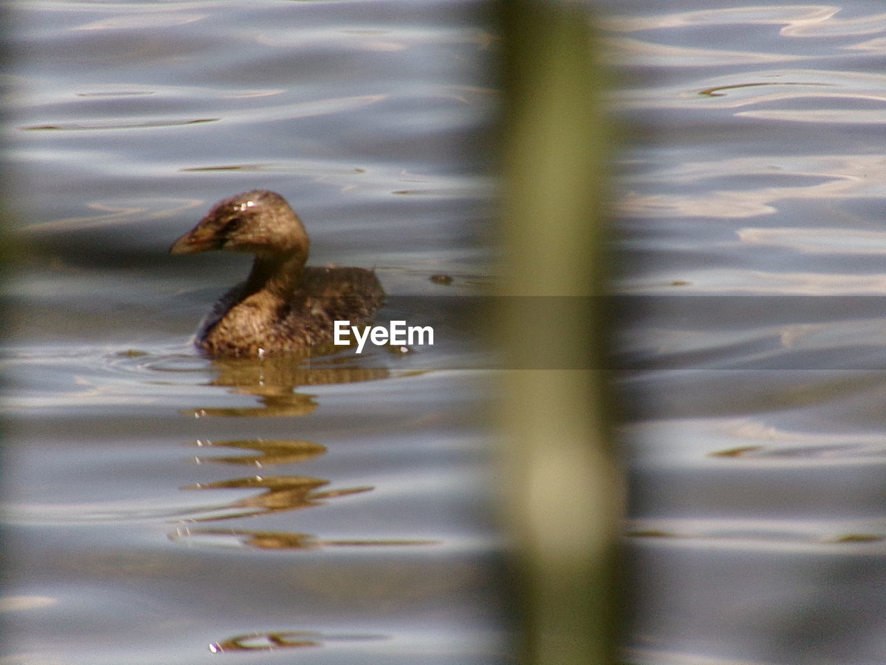 DUCK SWIMMING IN LAKE