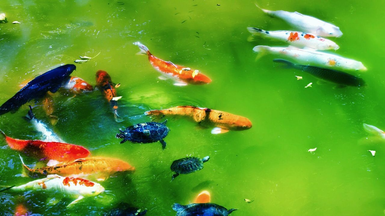 High angle view of koi carps and turtles swimming in pond