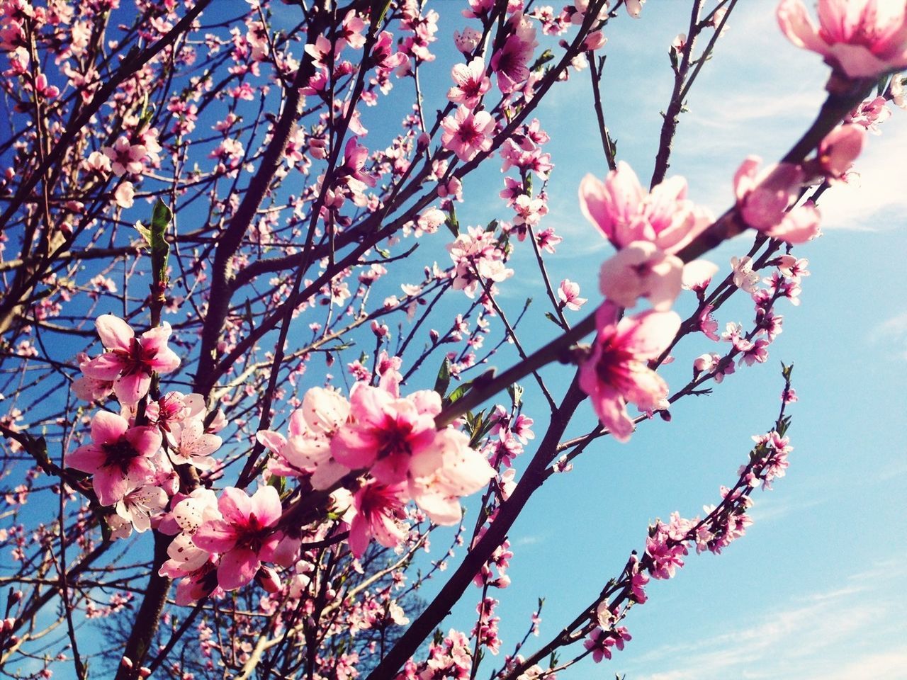 Pink blossom against sky