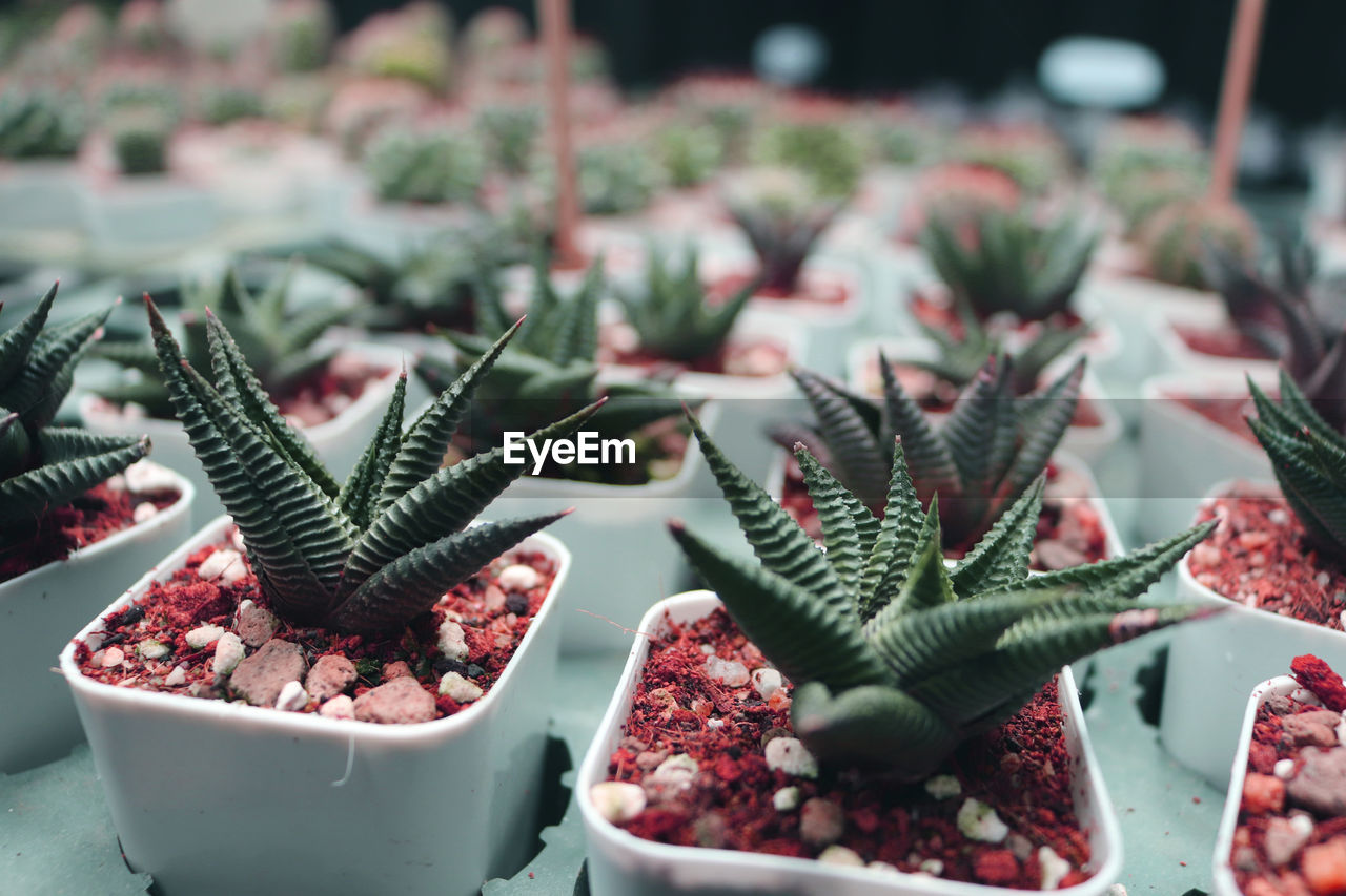 CLOSE-UP OF POTTED CACTUS