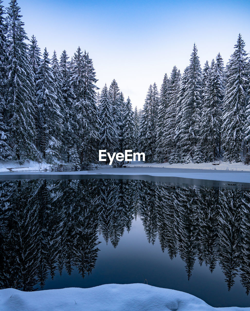 tree, snow, cold temperature, winter, coniferous tree, pine tree, plant, scenics - nature, pinaceae, forest, beauty in nature, pine woodland, nature, sky, environment, tranquil scene, landscape, tranquility, mountain, frozen, land, woodland, water, no people, blue, lake, wilderness, non-urban scene, reflection, spruce, mountain range, ice, frost, evergreen tree, fir, freezing, outdoors, polar climate, travel destinations, idyllic, day, spruce tree, travel, remote, branch, fir tree, snowcapped mountain