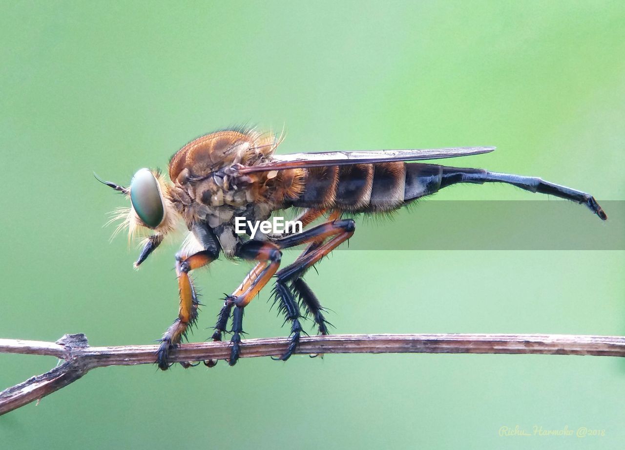 Close-up of insect on plant