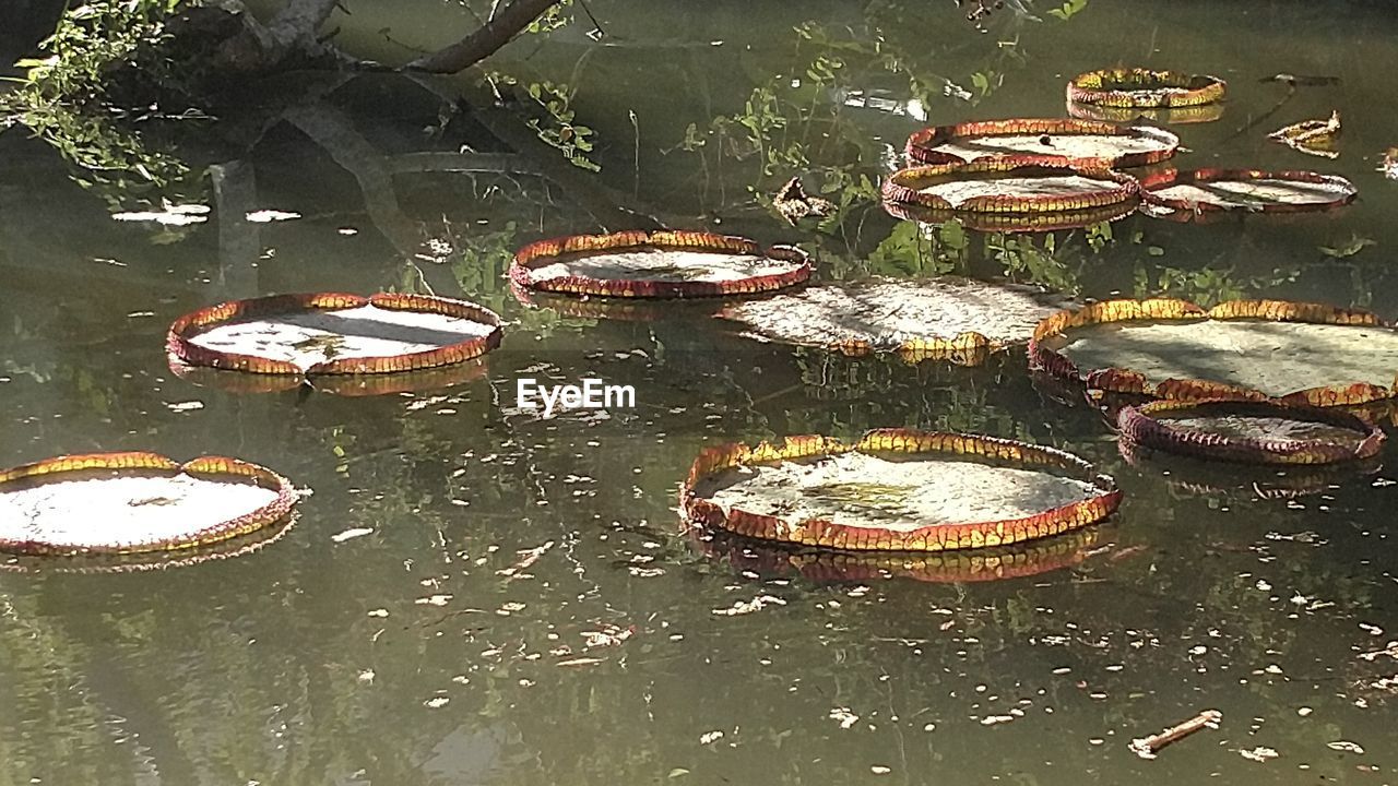 HIGH ANGLE VIEW OF KOI FLOATING ON WATER
