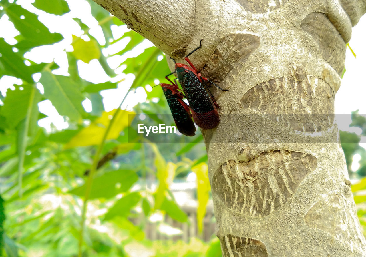 CLOSE-UP OF INSECT ON TREE