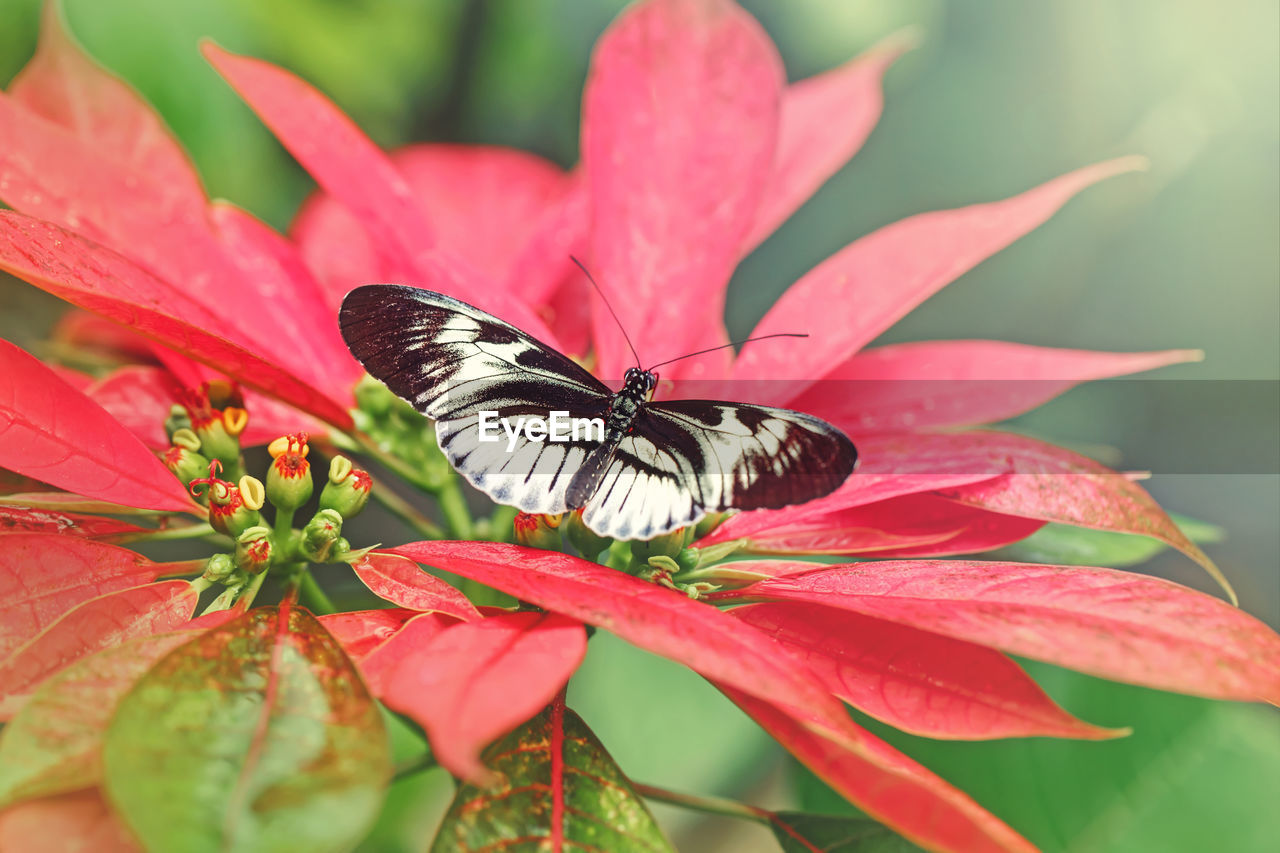 Closeup macro of heliconius melpomene piano key butterfly. wild insect animal with black white spots 