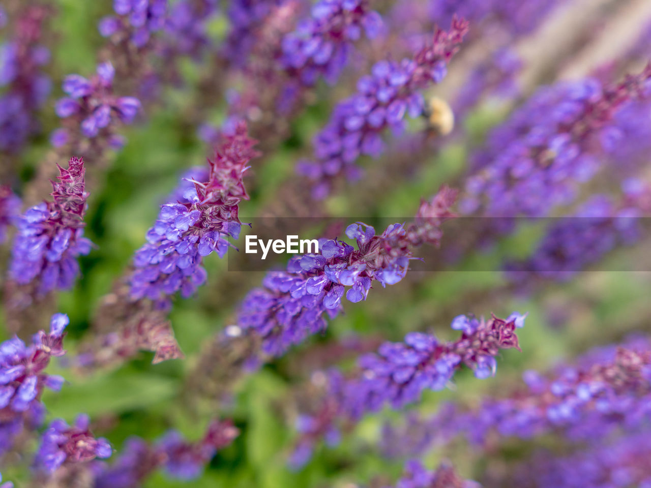 CLOSE-UP OF FRESH PURPLE FLOWERS BLOOMING IN GARDEN