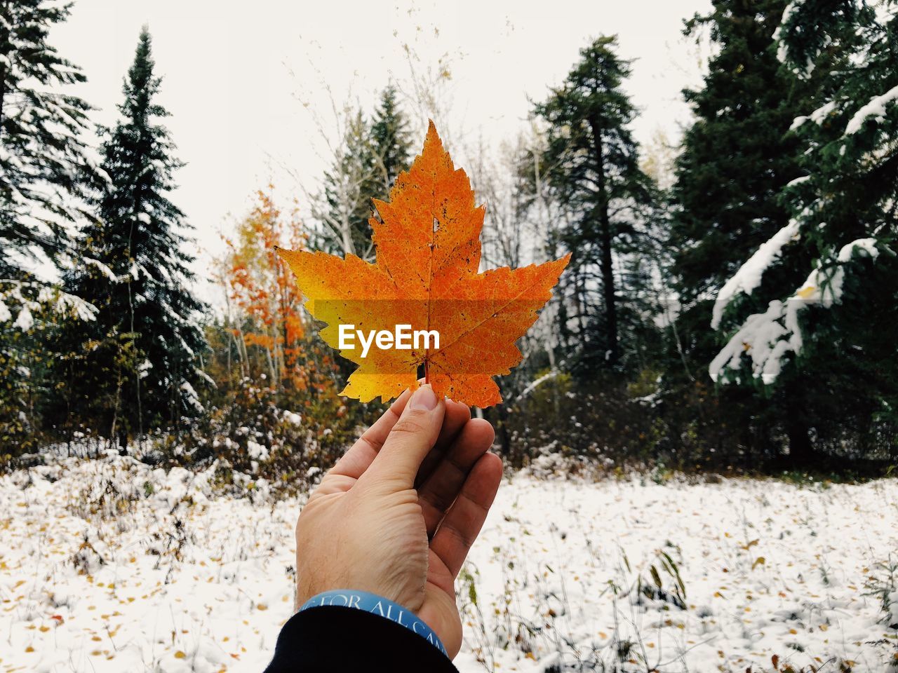 Cropped hand using maple leaf against trees in forest