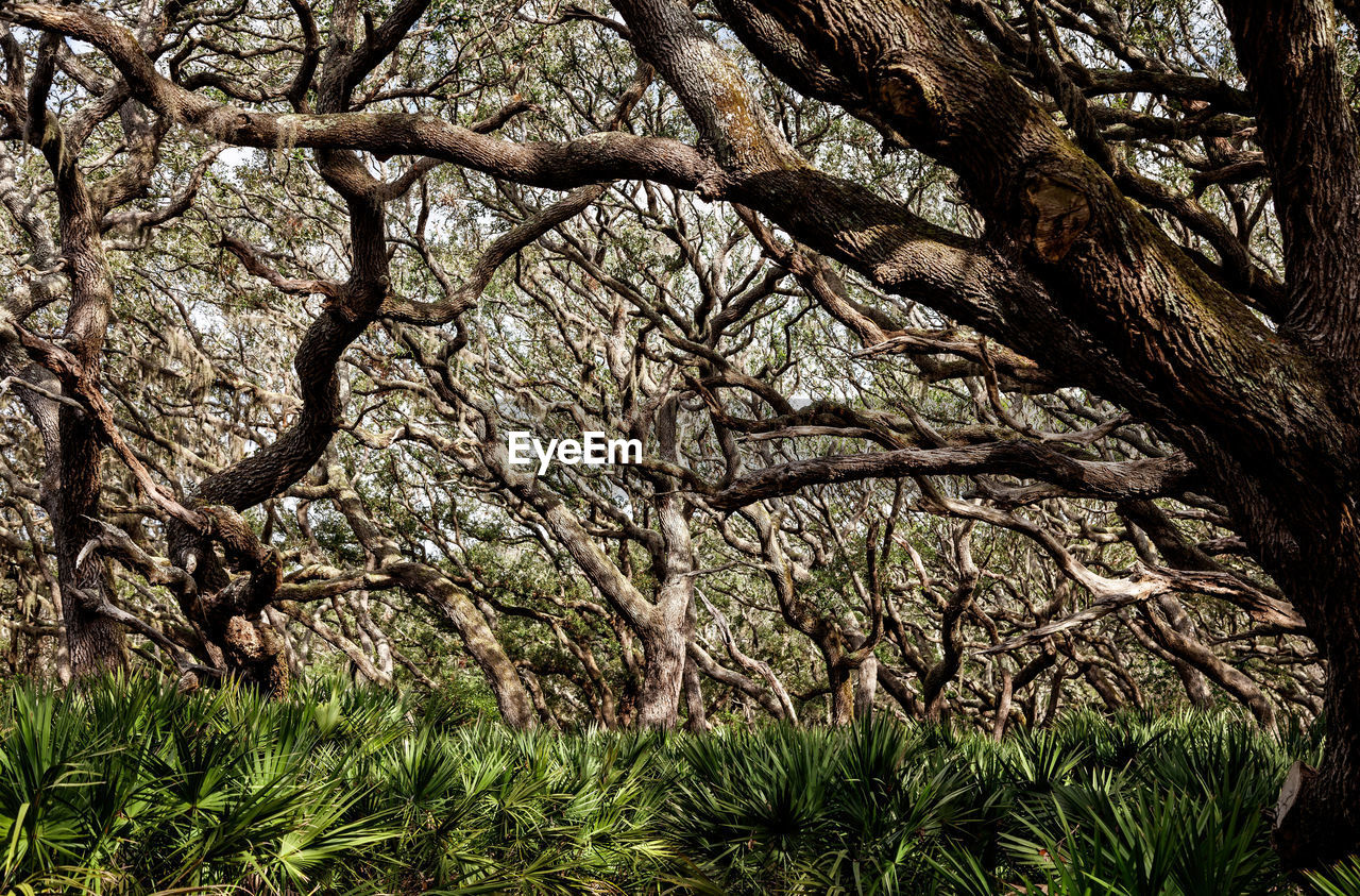 Low angle view of branches in forest